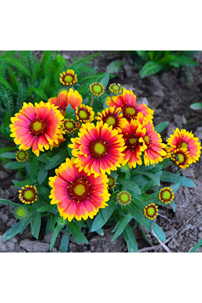 Bloom & Sow Seed بذور زهرة الغيلارديا الهندي (Gaillardia Pulchella) - زهور بر...