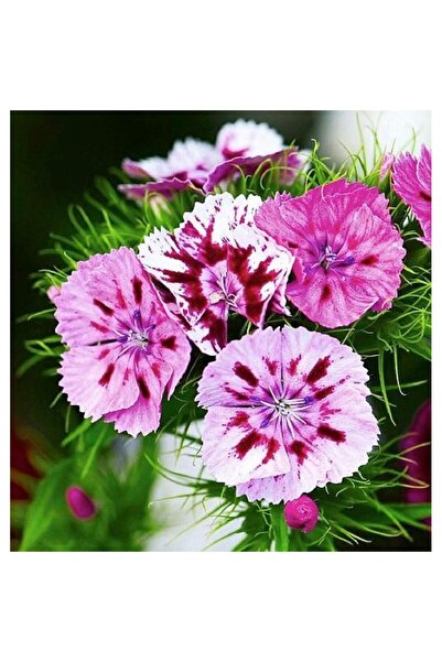 Bloom & Sow Seed بذور زهرة الويليتون المتنوعة، زهور متعددة الأزهار مخططة ومرق...