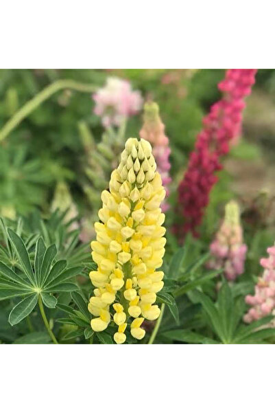 Bloom & Sow Seed Yellow Lupinus (Lupine) Seeds – Perennial Spire Flower Seeds...