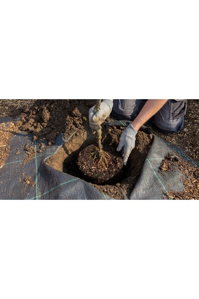 NO BRAND AGROWLONINA pentru BURĂI Negru 1,6x50 m UV3% Agrotkanina, Folie + Șt...