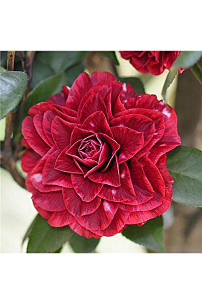 Bloom & Sow Seed Deep Burgundy Red Double Camellia Seeds, Evergreen Ornamenta...
