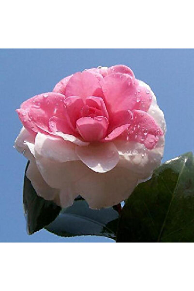 Bloom & Sow Seed Pink White Margin Double Camellia Live Potted, Elegant Layer...