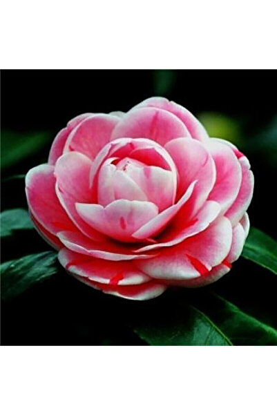 Bloom & Sow Seed Multi‑Color Streaked Double Camellia Live Potted, Elegant Ro...