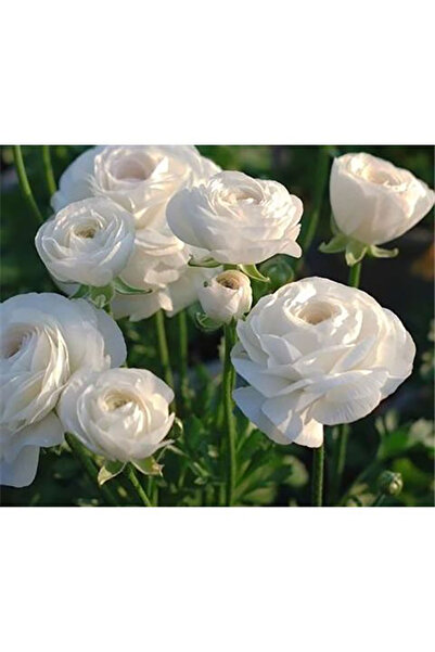 Bloom & Sow Seed Pure White Ranunculus Asiaticus Bulbs, Large Double Blooms, ...