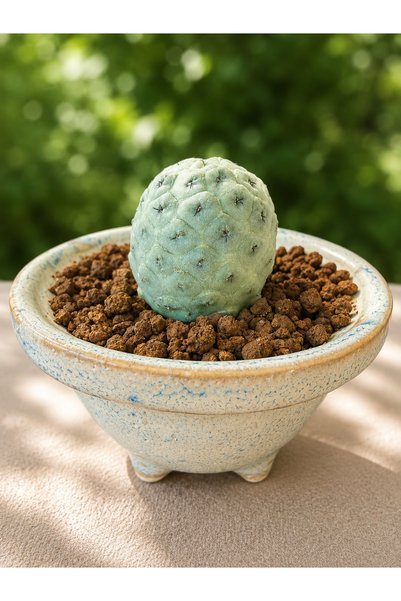 ATLANTE CACTUS Tetrocactus Geometricus