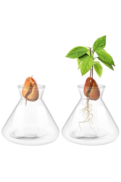 Generic 2 PCS Avocado Seed Vases, Transparent, Plant Pot, Outdoor Indoor Usage