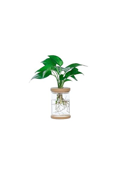 Generic Vsell24 Hydroponic Flower Pot, Terrarium, Water Station Propagation T...