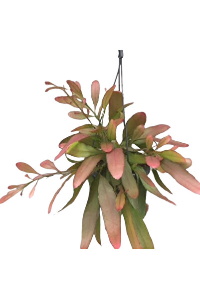 Eufloria Pseudorhipsalis ramulosa 'Red Coral' Ø14cm