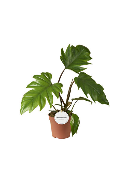 Eufloria Philodendron mayoi