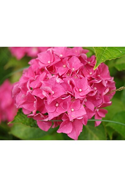 ADA TARIM Tüplü Pembe Ortanca Fidanı 30cm 12 Ay Dikim...