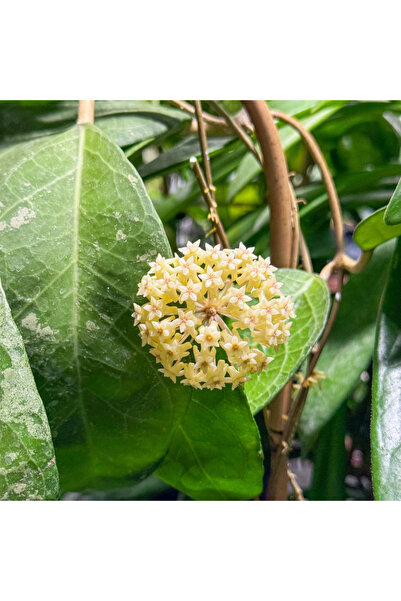 Eufloria Hoya verticillata 'Lampung' Ø10.5cm