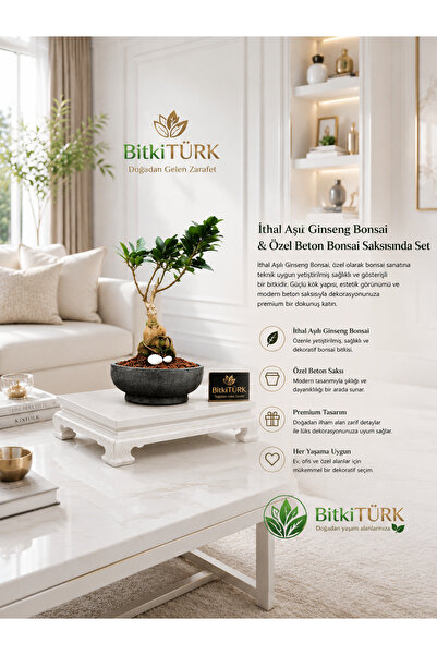 BitkiTÜRK 🌿 İthal Aşılı Ginseng Bonsai & Özel Beton Bonsai Saksısı 🌿 ✨ Prem...