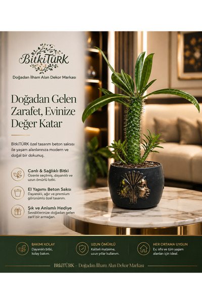 BitkiTÜRK Kabartmalı Beton Saksıda İthal Madagaskar Palmiyesi |BitkiTÜRK Tasarım