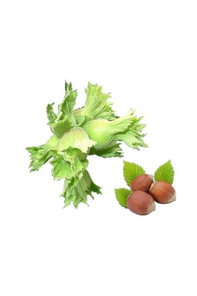 Sebze Meyve Dünyası Taze Fındık 1 kg