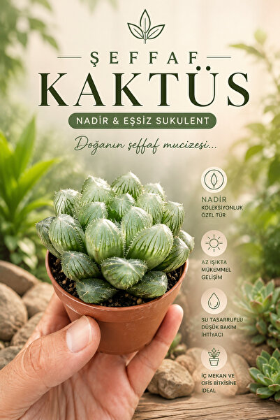 ÇİÇEKFLİX Howarthia Cymbiformis 5.5 Cm Minik Şeffaf Sukulent