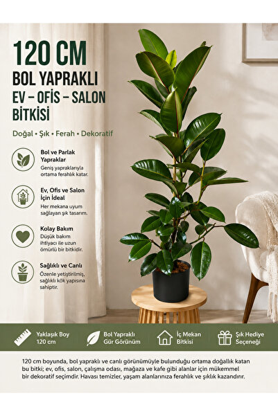 Perla 120 cm Kauçuk Bitkisi (Ficus Elastica) Bol Yapraklı Canlı Salon Bitkisi...