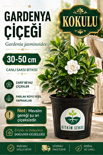 Bitkim Sende Videolu Kokulu Gardenya Çiçeği 1 Adet Saksılı 30-50cm Ev Ofis Bi...