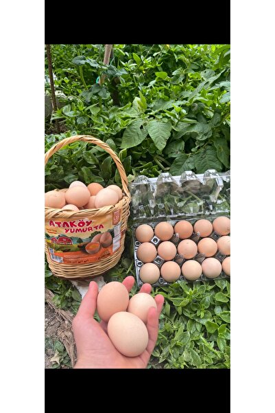 shop Ataköy Gezen Tavuk YUmurtası