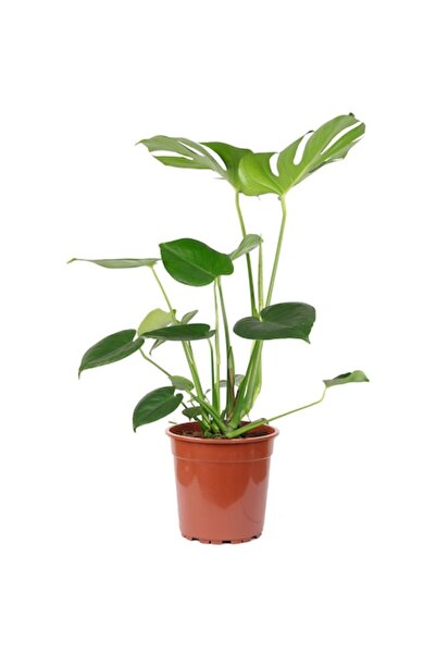 OEM Monstera Deliciosa Plant, 75 cm, Pot Ø 19 cm