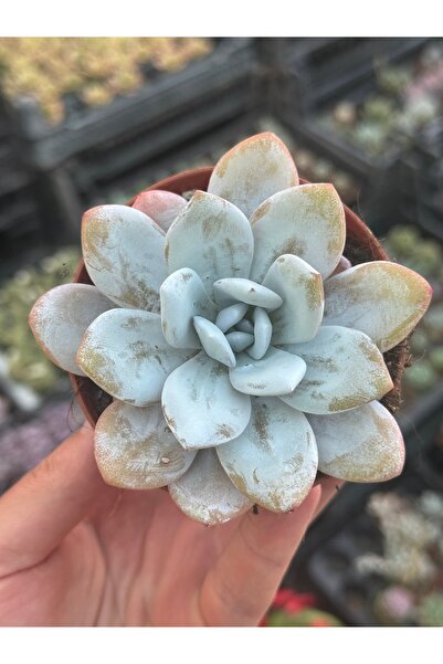 SukuLand Echeveria Pink Laui Kore ithal özel tür sukulent 9cm saksıda