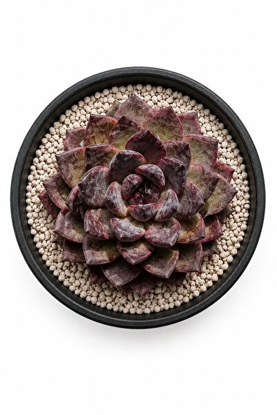 Mialys Premium XL Seri | İthal Sukulent ‘XuangShuang’ Echeveria Renkli Koleks...