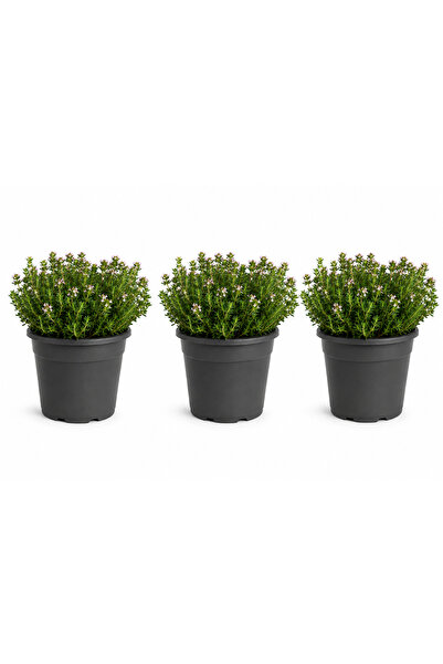 Rosemary Garden Taze Canlı Kekik Fidesi 3'lü Set (10-20 cm) - Bahçe Balkon Mu...