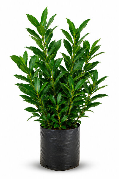 Rosemary Garden Kokulu Akdeniz Defnesi Çiçeği Fidanı 50-70 cm Torbada Yemekli...