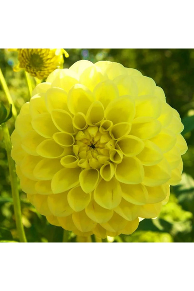 123 500 Pcs Dahlia Seeds for Outdoor Planting, Composite Petals, Perennial Ga...