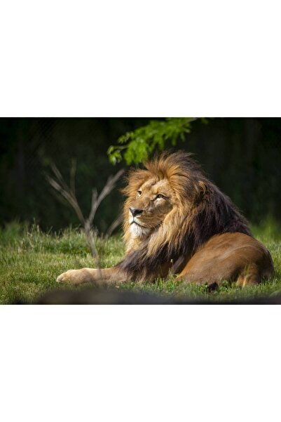 Persona Tablou canvas 100 x 70 cm, Animale model 518