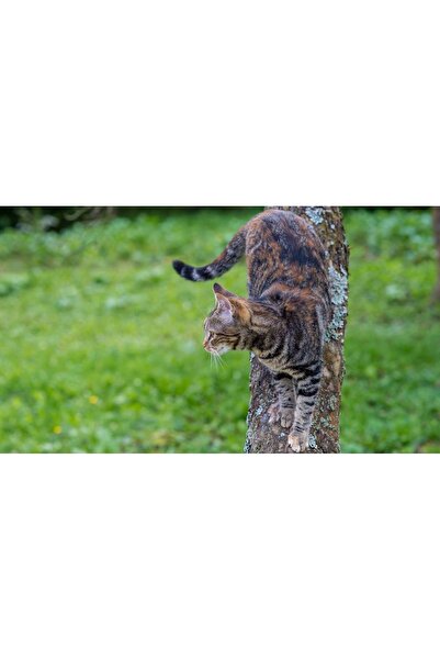 Persona Tablou canvas 100 x 70 cm, Animale model 535
