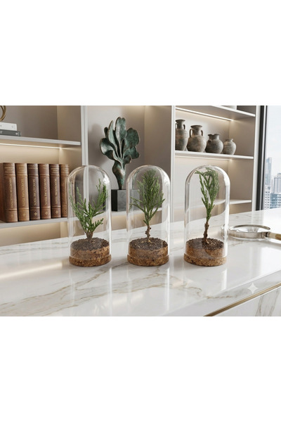 Duen Premium Mantar Tabanlı Korunmuş Selvi Cam Teraryum Seti (3'lü Mini Dekor...