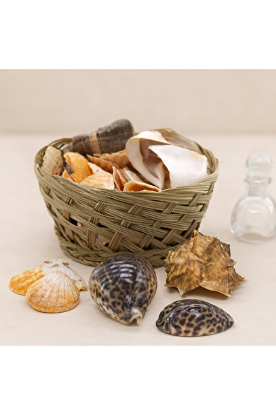magicool Mussel and Seashell Vase Stone 24 Pieces (Colorful Mix)