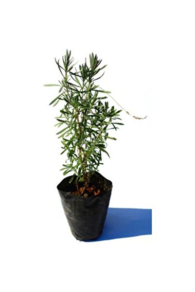 Genel Markalar Angustifolia Lavanta Fidanı 1 Adet 10-20cm