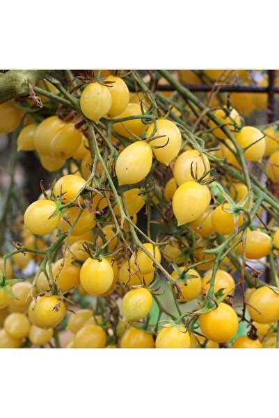 EvveBahce Barry's Crazy Cherry Sarı Çeri Domates Tohumu (15 tohum)