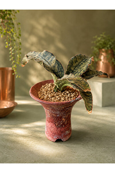 ATLANTE CACTUS Sanseveria Kirkii Coppertone - Bakır tonlarda bir sanseveria