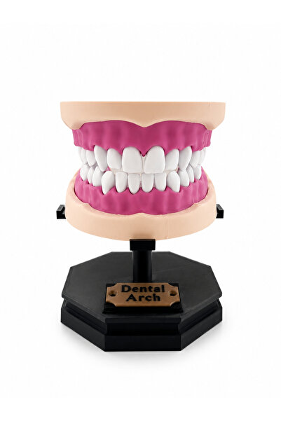 theEvo İnsan Anatomisi Diş Çene Modeli | Dental Eğitim Maketi | Diş Hekimliği...