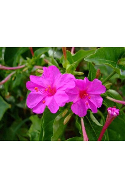 Bloom & Sow Seed بذور