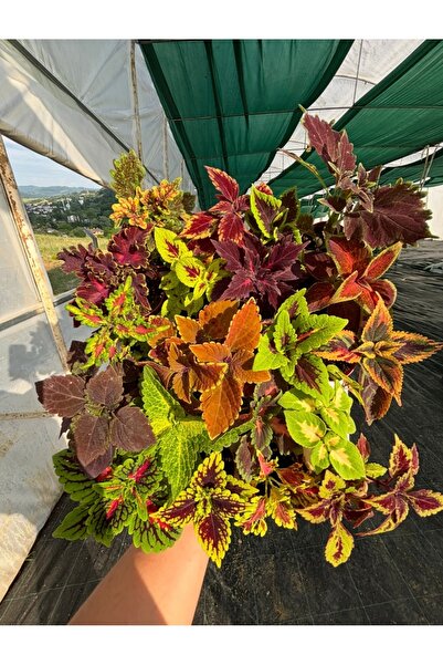nazlı çiçekçilik Yaprak Güzeli (Coleus) Canlı Saksı Bitkisi 9’lu Mix