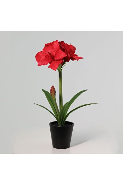 Generic New In Fernza Orchid Red H55Cm
