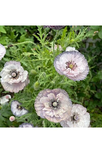 Bloom & Sow Seed بذور زهور الباباور نوديكاول النادرة بلون أرجواني غامق، زهور ...