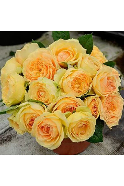 Bloom & Sow Seed Apricot Yellow Double Austin Rose Seeds, Heavy Fragrance Rep...