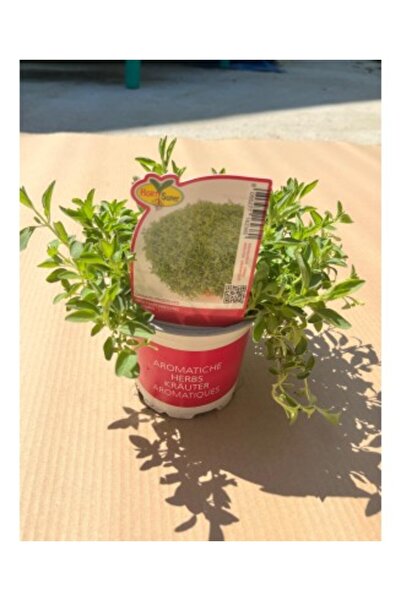 OEM Plantă în ghiveci 🌱   Oregano Clasic, ghiveci de 10 cm