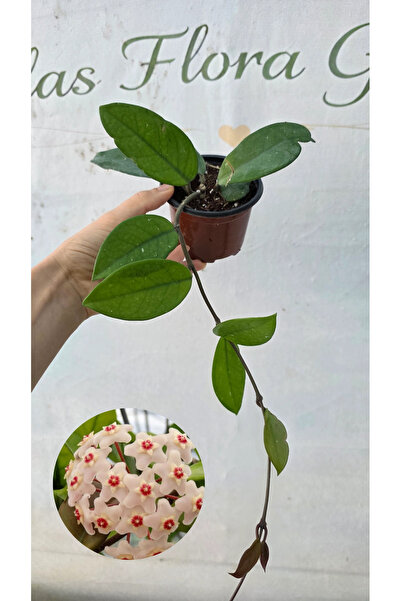 Hoya mum çiçegi