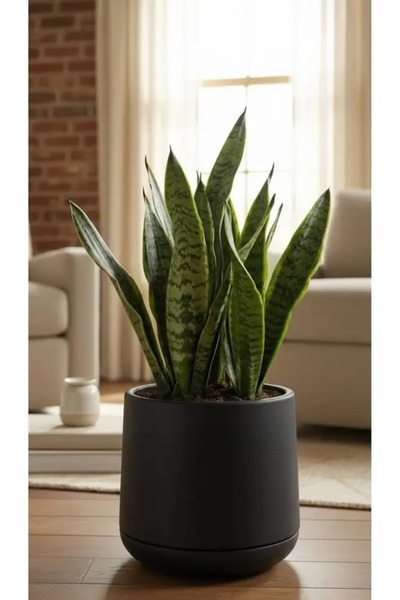poliva home Atlas Saksı 7 Litre Büyük Boy Dekoratif Saksı 32 cm İç Dış Mekan ...