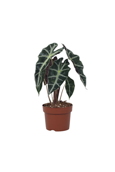 Eufloria Alocasia 'Polly' Ø12cm
