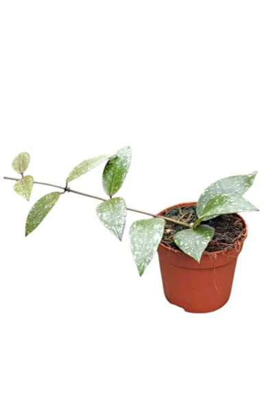 Eufloria Hoya nabawanensis 'Splash' Ø7cm