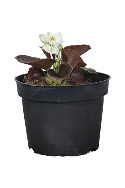 Mimoza Begonya Şeker Mini Beyaz (Begonia Xsemperflorens) 10-20 cm