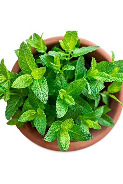 YAĞMUR BOTANİK Yoğun Kokulu Nane Fidanı Saksılı 5-10 Cm