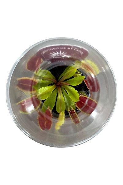 Eufloria Dionaea muscipula Ø5.5cm