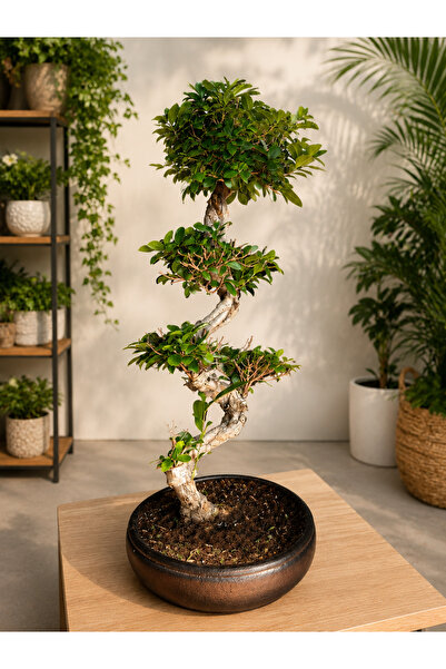 bitkidünyam Taş Saksı S Gövde Ginseng Bonsai 80cm